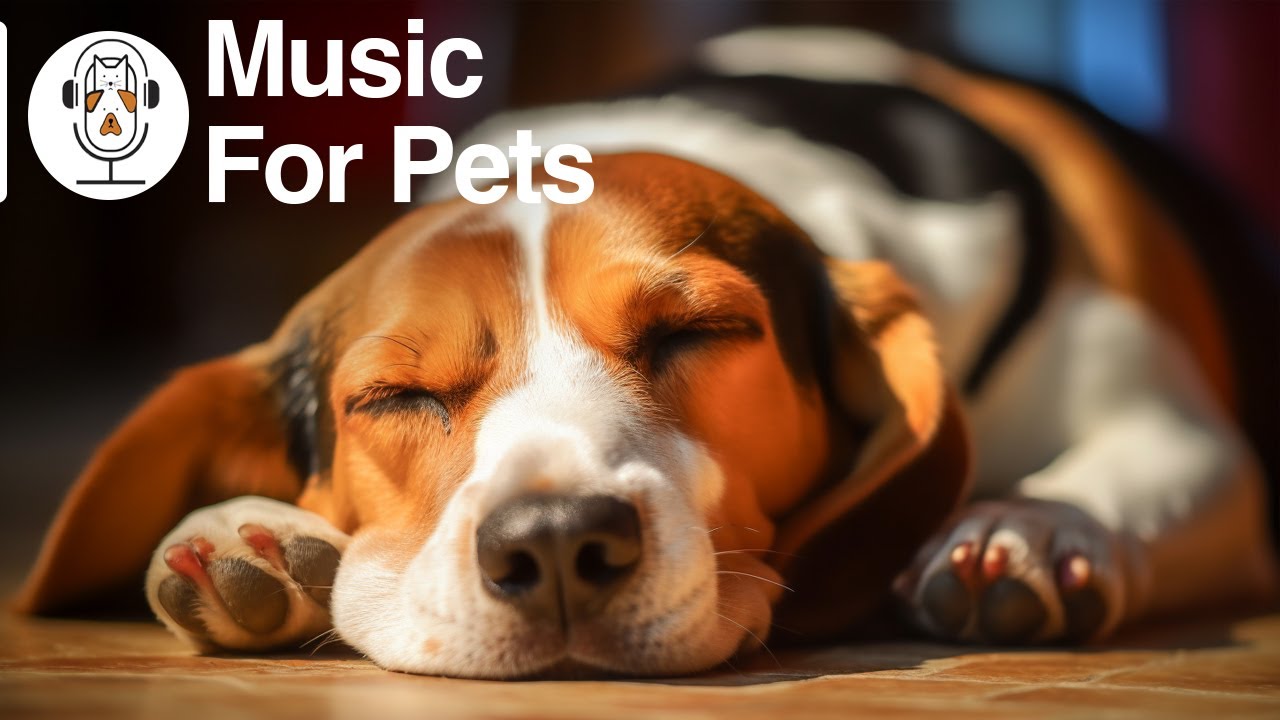 Soothing Music For Dog To Calm Down, Relax & Sleep | Dog Music Therapy ...