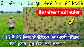 ਝੋਨਾ ਫੋਟ ਕਿਓ ਨੀ ਕਰਦਾ.? Increase paddy tillering