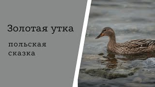 Золотая утка (польская сказка)