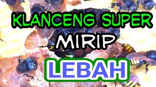 Trigona Super Klanceng Mirip Lebah