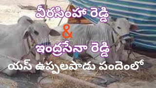 బోరెడ్డి కేశవ రెడ్డి గారు, పెద్ద కొట్టాల గ్రామం,నంద్యాల జిల్లా వారు | boreddy kesava reddy bulls