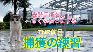 捕獲の練習。去勢手術(TNR)前日。[さくらねこ活動]#83