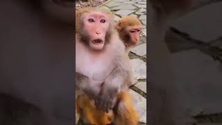 cute monkey baby 😍🥰💕💞 #short #shorts #monkey #shortvideo #monkey