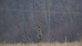 Srnčia zver | roe deer | sarna | Reh | őz