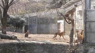 多摩動物公園　大きくなった五つ子チーター