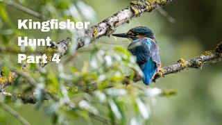 Kingfishers Hunt Success - Part 4 - Wildlife Photography, Common Kingfisher