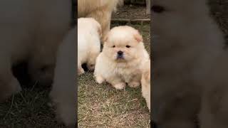 chow chow🥰 |cute dog and puppy #allrounder #whatsaapstatus #funnyvideo#animalslover #respect #rescue