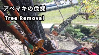 【樹上作業】樹高18mのアベマキ　特殊伐採　treecutting  treeremoval