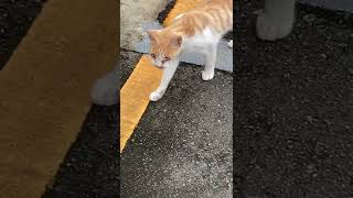 【今日のシャムちゃん 022】縄張りが隣りの猫がピンチでやってきた