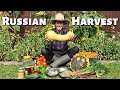 Our Russian harvest