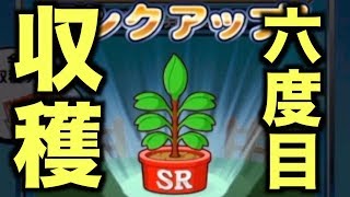 【パワプロアプリ】あのPSRが50になるか!? ガチャ券の芽をSRガチャ券で6度目の収穫！【パワプロガチャ】