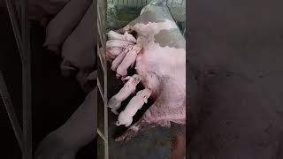 Breastfeeding mother pig while on labor #farm #shortvideo #piglets #pig #giving_birth