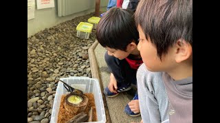 【当麻世界の昆虫館パピヨンシャトー】②待望のヘラクレスオオカブトを触ってみたよ🪲 北海道上川郡当麻町✨ Toma Town in Hokkaido