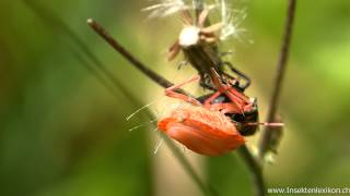 Streifenwanze (Graphosoma lineatum)