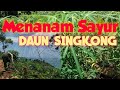 Menanam Sayur Daun Singkong