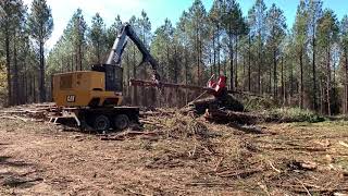 Cat 559C Delimbing in a First Thinning