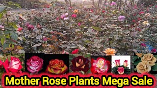 Beautiful Mother Rose Plants For Sale🌹Free Shipping 🚚 450+Variety 🌹WhatsApp- 8250221446