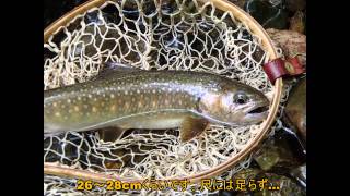 本谷毛ばり専用区  2013年6～7月　群馬県上野村 FlyFishing