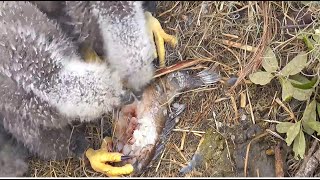 SWFL Eagles ~ E25 Attempts Self Feeding For 1st Time! E24 Joins! Tandem Feeding By M15 \u0026 F23! 1.8.25