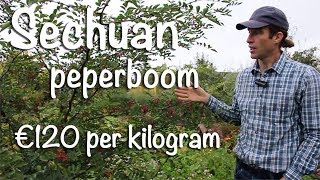 Sechuan peperboom €120 per kilogram