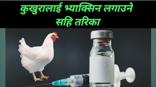 कुखुरालाई भ्याक्सिन लगाउने सहि तरिका/poultry vaccination schedule/santosh Adhikari /poultry Nepal Tv