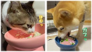 おせち第２弾もいい食いっぷりの柴犬と猫