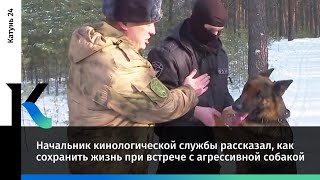 Начальник кинологической службы рассказал, как сохранить жизнь при встрече с агрессивной собакой