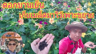 สุขใจอยู่ในสวนกับน้าเล็ก#: ดอกบานเย็นไม้พื้นบ้านดอกสวยงาม เก็บเมล็ดไว้เพาะขยายพันธุ์