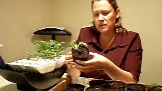 2009March12 Transplanting Aerogarden starter tray seedlings