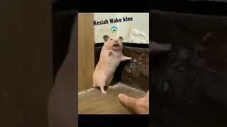 Kaget Hamster e •|• Shocked Hamster #viral #shorts