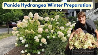 Panicle Hydrangea - Deadhead/Prune Correctly in Autumn - Fall Cleanup