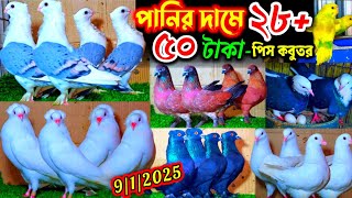 আজ মাত্র- ৫০ টাকা পিস কবুতর বিক্রি | একদম পানির দামে কিনুন ২৮+ জোড়া কবুতর ও পাখি | pigeon price 2025