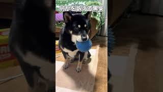 何かを訴える黒柴モモ🧐＃柴犬＃モモ＃桃＃犬＃黒＃黒柴＃犬＃ペット