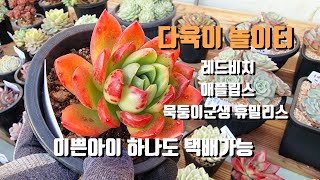 #다육이놀이터1탄/묵둥이 군생들#레드비치,페리도트,캐롤,애플립스,휴밀리스#2만원이하 택배가능