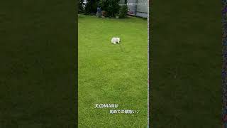 MARU(犬)の初めてのボール遊び ♪