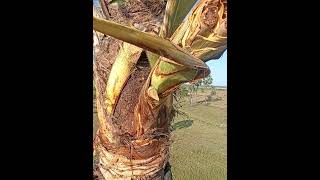 పోదు చెట్టు గెల చేయడం ఎలా  Palm tree #palm trees