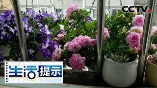 《生活提示》 外出无人浇花心难安 专家妙招让您安心出远门 20190831 | CCTV