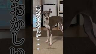 世にも奇妙な形でおやつが歯に挟まった愛犬【イタグレ】