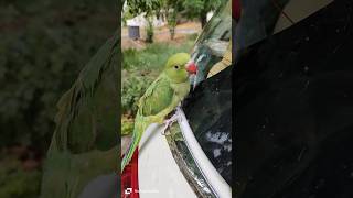 Jo Aaya Pasand Mujhko | #song #music #bollywood #vlog #love #parrot#tingling #birds #nature #explore