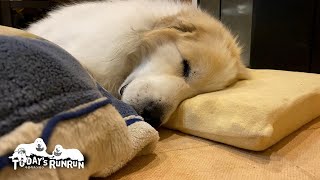 ソファーでお父さんに甘え、和室ではトゥルースリーパーで眠るアランです　Great Pyrenees　グレートピレニーズ