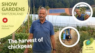 How To Harvest Chickpeas – Global Field Attiswil (August 2022) 🇨🇭 #8 | Global Bean Show Gardens