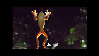 Hướng dẫn lồng tiếng video tiếng Anh cho trẻ em. Video 1: Frogs