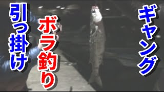 【引っ掛け釣り】ボラ釣り【ギャング釣り】