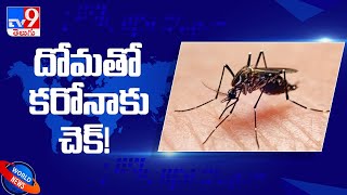 దోమతో కరోనాకు చెక్‌! Mosquito protein inhibits number of viruses, raises hope against Covid too -TV9