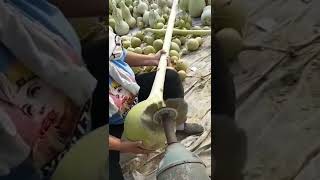 The Making of a water gourd!