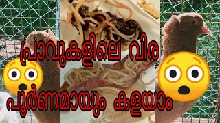 How to deworm pigeons malayalam /  പ്രാവുകളിലെ വിര എങ്ങനെ കളയാം/easy ways/deworme malayalam/medicine