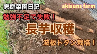 【家庭菜園日記】長芋の波板トタン栽培初収穫！【長芋栽培、収穫】