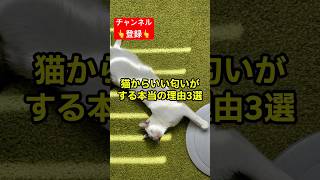 あなたの愛猫はどんな匂い？ #shorts #雑学 #豆知識 #猫 #猫好き #cat #ねこ動画