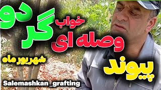 اگر نهال گردو داری،شهریور با این روش پیوندش کن