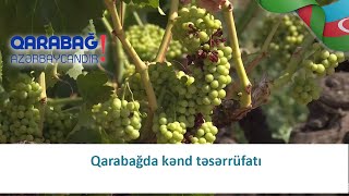 Qarabağda kənd təsərrüfatı (24.01.2021)